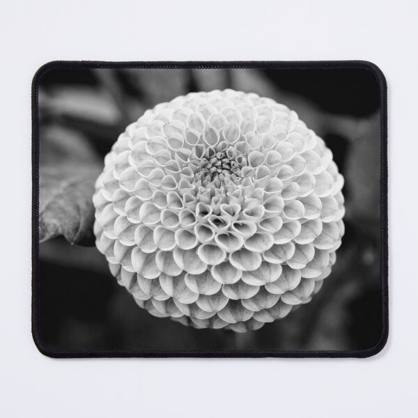 Item preview, Black And White Pompon Dahlia designed and sold by Tanya C  Smith.