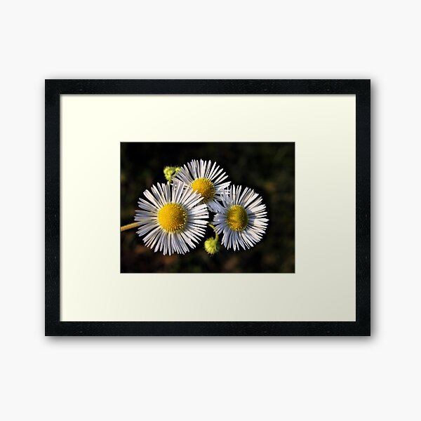 Daisy Fleabane Framed Art Print