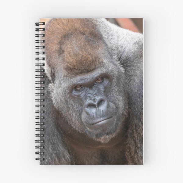 Item preview, Gorilla Stadi at Zoo Atlanta designed and sold by Zoo and Nature Photography by Karie.