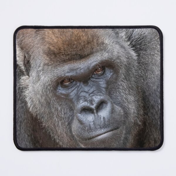 Item preview, Gorilla Stadi at Zoo Atlanta designed and sold by Zoo and Nature Photography by Karie.