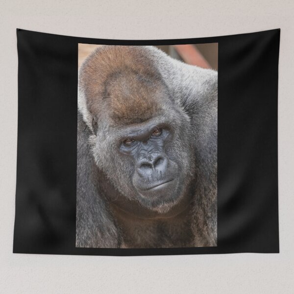 Item preview, Gorilla Stadi at Zoo Atlanta designed and sold by Zoo and Nature Photography by Karie.