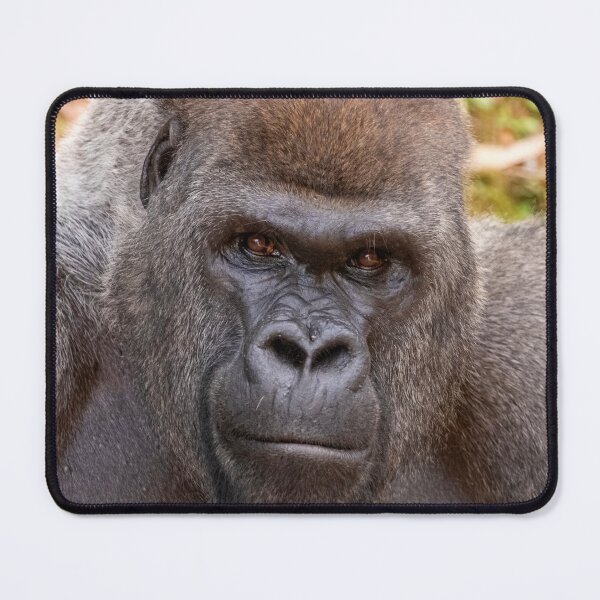 Item preview, Gorilla Stadi at Zoo Atlanta designed and sold by Zoo and Nature Photography by Karie.