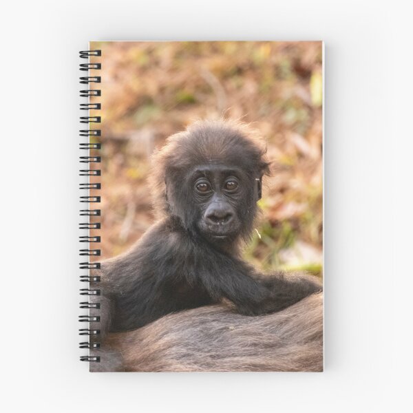Item preview, Baby Gorilla Willie B. III at Zoo Atlanta designed and sold by Zoo and Nature Photography by Karie.