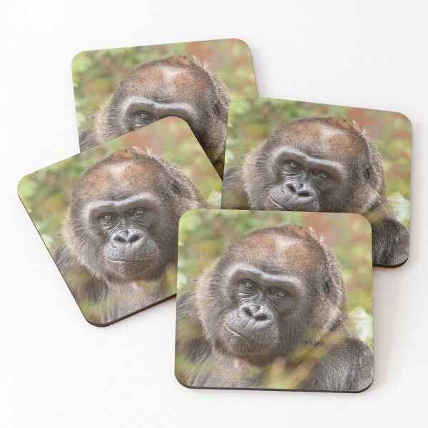 Item preview, Gorilla Machi at Zoo Atlanta designed and sold by Zoo and Nature Photography by Karie.