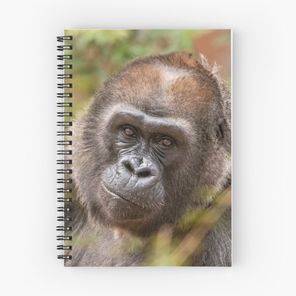 Item preview, Gorilla Machi at Zoo Atlanta designed and sold by Zoo and Nature Photography by Karie.