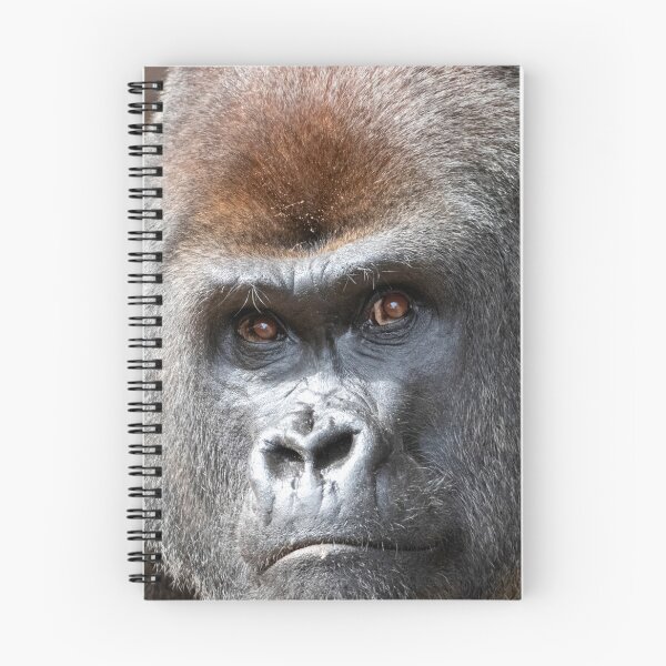 Item preview, Gorilla Kekla at Zoo Atlanta designed and sold by Zoo and Nature Photography by Karie.