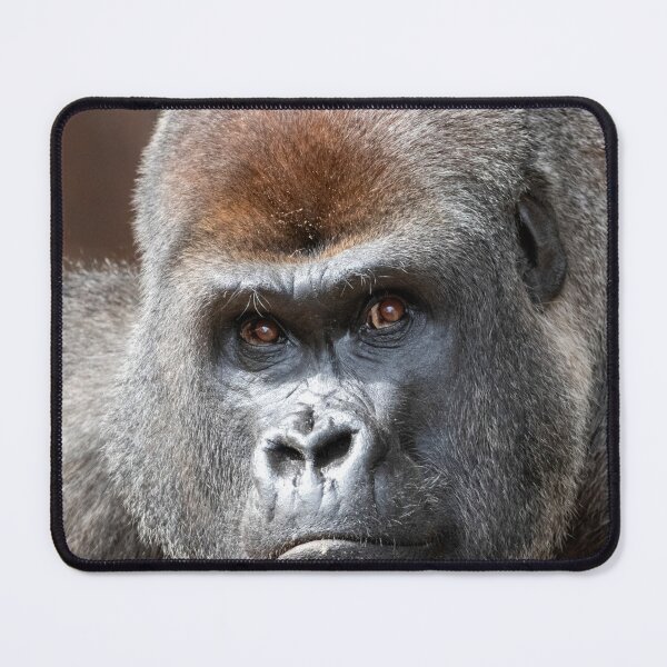 Item preview, Gorilla Kekla at Zoo Atlanta designed and sold by Zoo and Nature Photography by Karie.