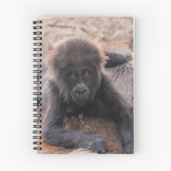 Item preview, Baby Gorilla Willie B. III at Zoo Atlanta designed and sold by Zoo and Nature Photography by Karie.