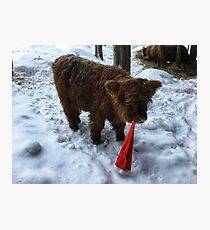Scottish Highland Cattle Calf 1634 Photographic Print