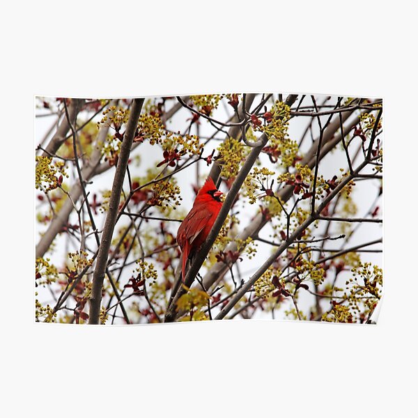 Northern Cardinal In Spring Maple Tree Poster