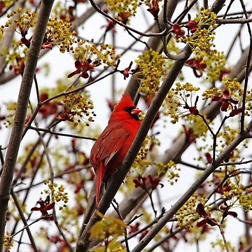 Artwork thumbnail, Northern Cardinal In Spring Maple Tree by Debbie Oppermann