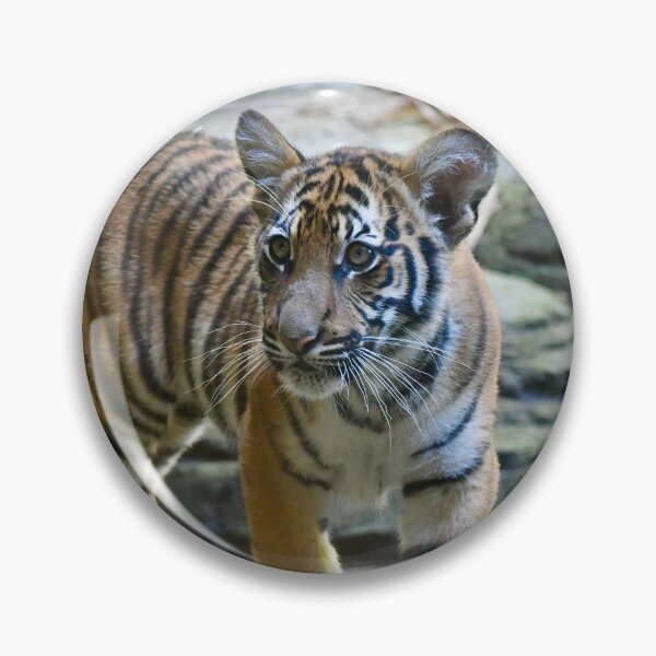 Item preview, Malayan Tiger Cub designed and sold by richardbryce.