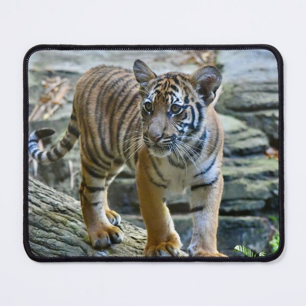 Item preview, Malayan Tiger Cub designed and sold by richardbryce.