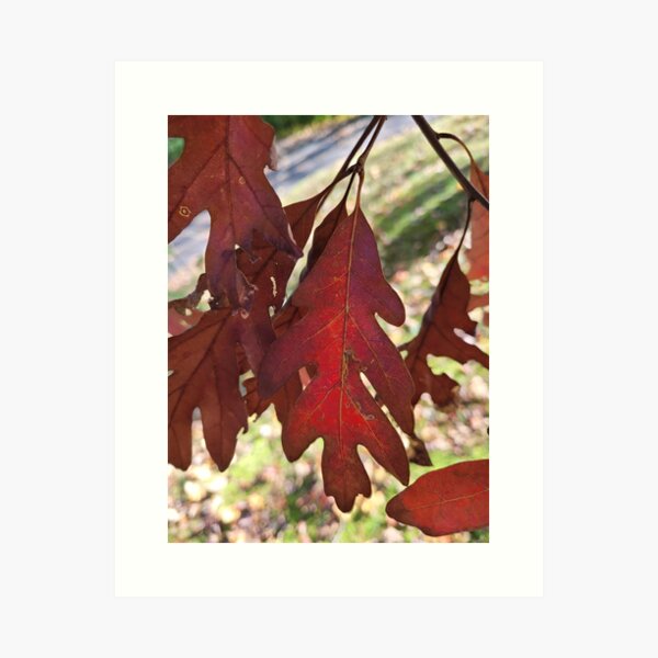 Item preview, Vibrant Fall Oak Leaves designed and sold by MtnAshMan.