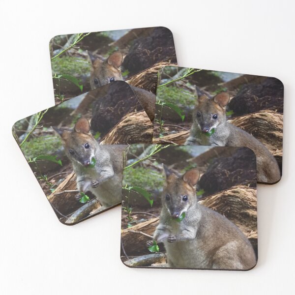 Item preview, Pademelon in Rainforest Maleny Queensland designed and sold by Mark Grimsley.