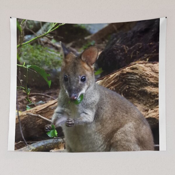 Item preview, Pademelon in Rainforest Maleny Queensland designed and sold by Mark Grimsley.
