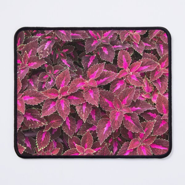 Item preview, Brilliant Pink Coleus designed and sold by KolconBlue.