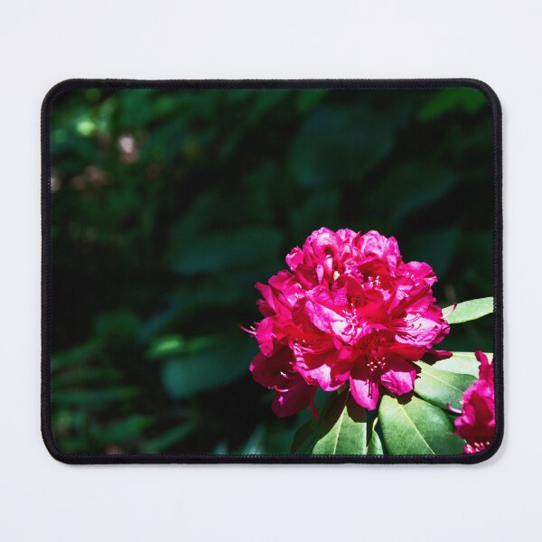 Item preview, Rhododendron Blooming in the Sun designed and sold by jrtwynam.