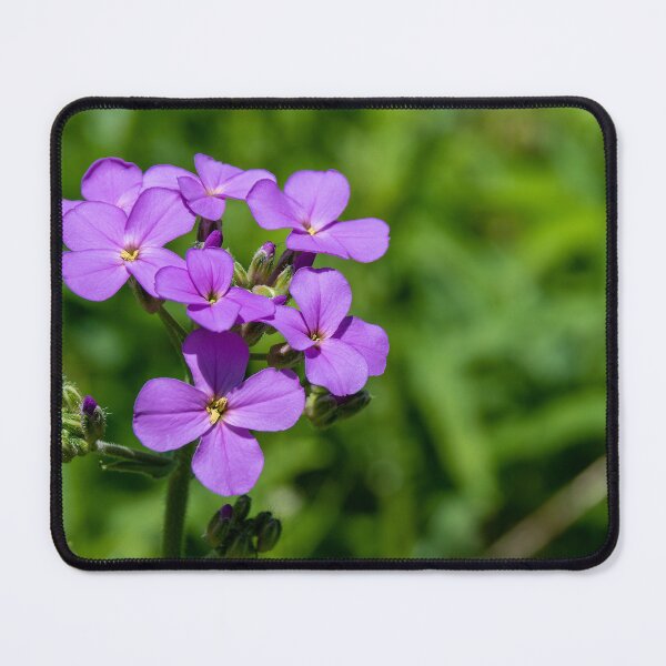 Item preview, Violet Dame's Rocket Blooms in the Sun designed and sold by jrtwynam.