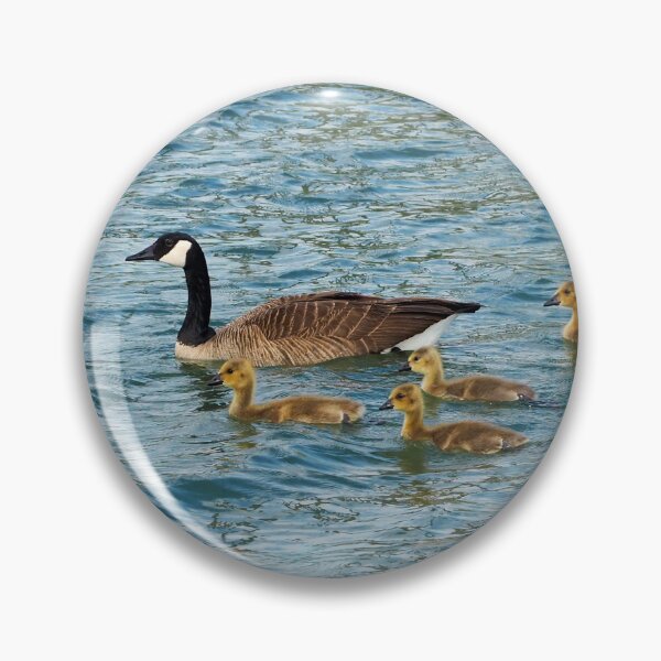 Item preview, Canada Goose Family Swimming Together designed and sold by BackyardBirder.