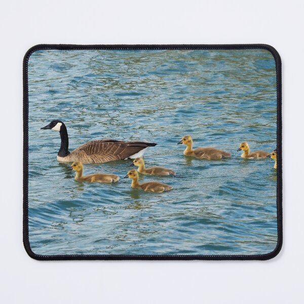 Item preview, Canada Goose Family Swimming Together designed and sold by BackyardBirder.