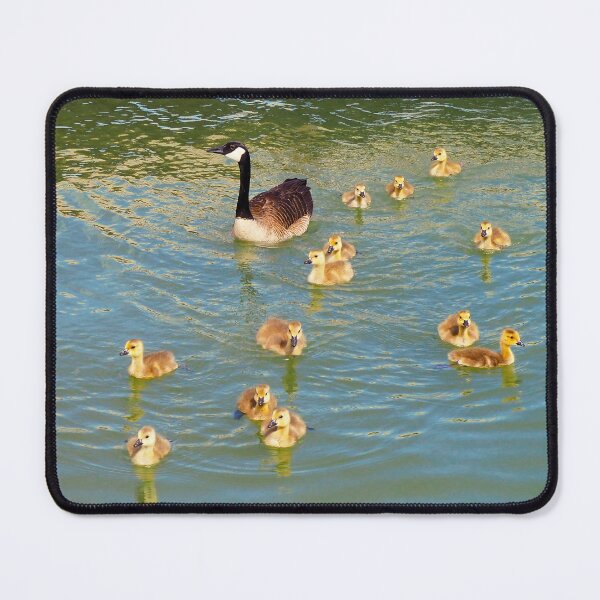 Item preview, Canada Goose and Its Goslings Swimming. designed and sold by BackyardBirder.