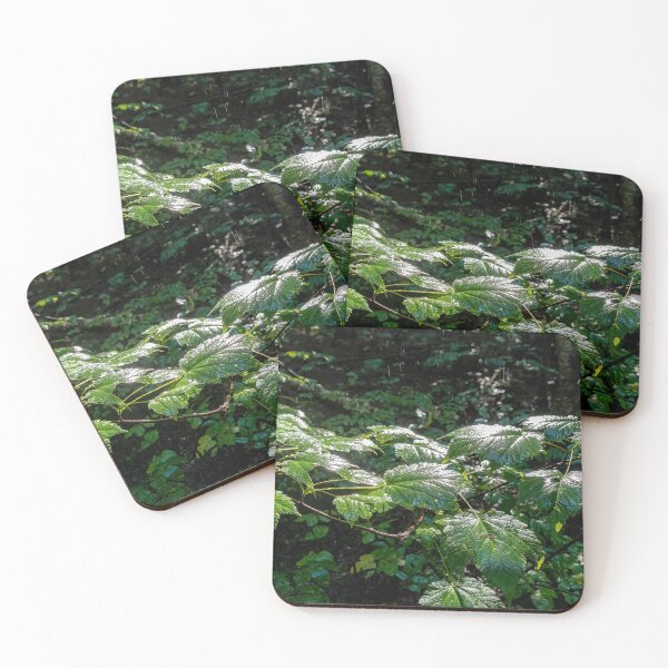 Item preview, Damp Leaves Glisten in the Sun in Algonquin Park, Ontario designed and sold by jrtwynam.