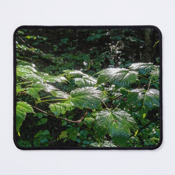 Item preview, Damp Leaves Glisten in the Sun in Algonquin Park, Ontario designed and sold by jrtwynam.