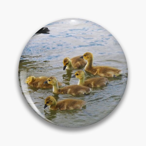 Aperçu de l'œuvre Les parents de Canada Goose emmènent leurs oisons nager créée et vendue par BackyardBirder.