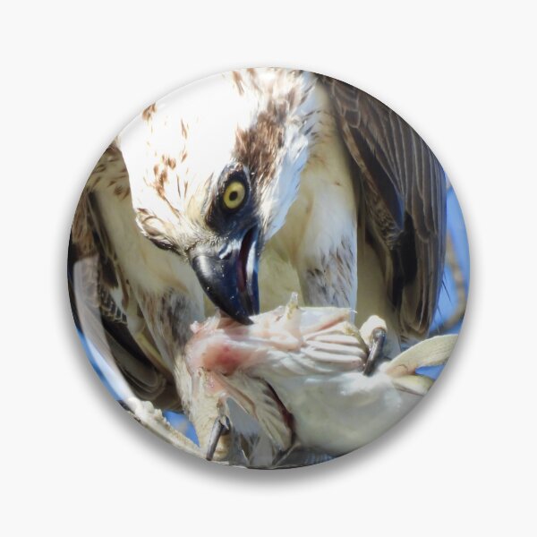 Item preview, Osprey with flathead for breakfast Dundowran Beach designed and sold by Mark Grimsley.