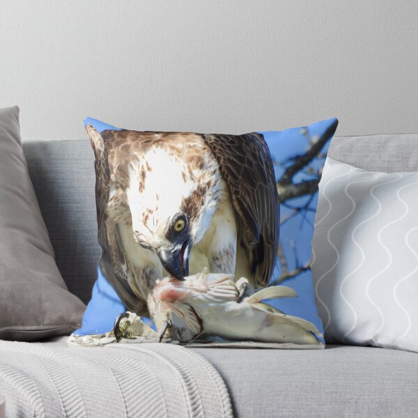 Item preview, Osprey with flathead for breakfast Dundowran Beach designed and sold by Mark Grimsley.