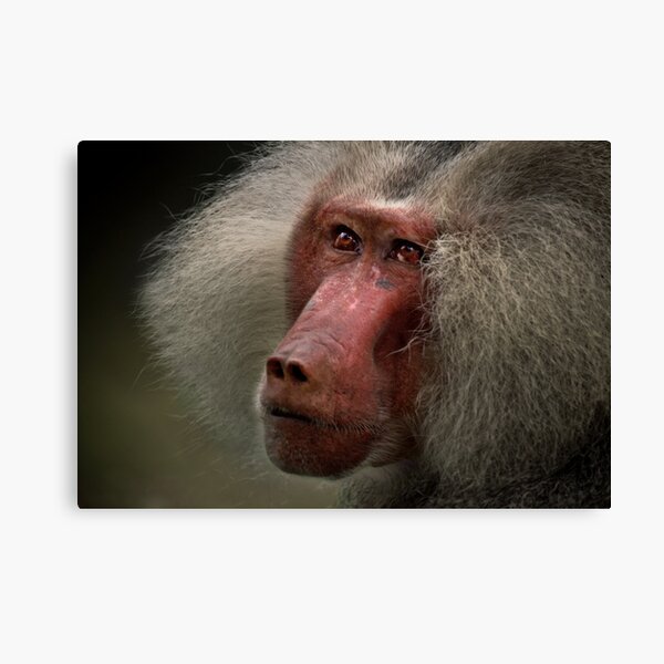 Old World Canvas Print