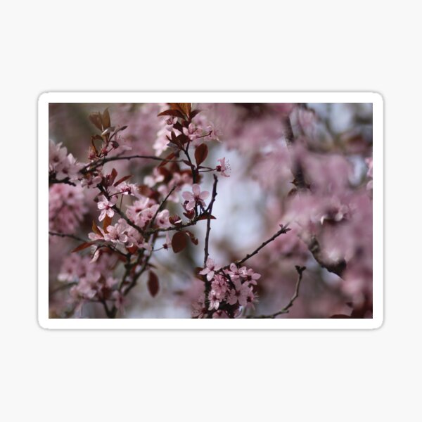 Cherry Blossom Sticker
