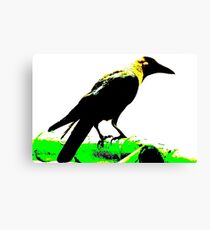 Jackdaw Canvas Print