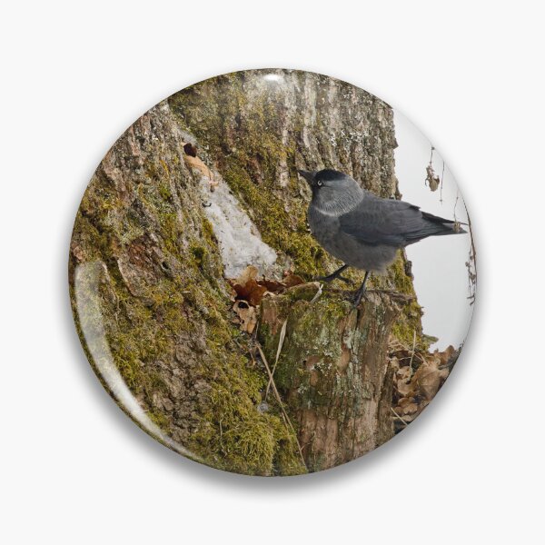 Item preview, Anything up there. Eurasian jackdaw designed and sold by Jouko Lehto Photography.