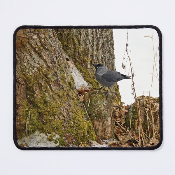 Item preview, Anything up there. Eurasian jackdaw designed and sold by Jouko Lehto Photography.