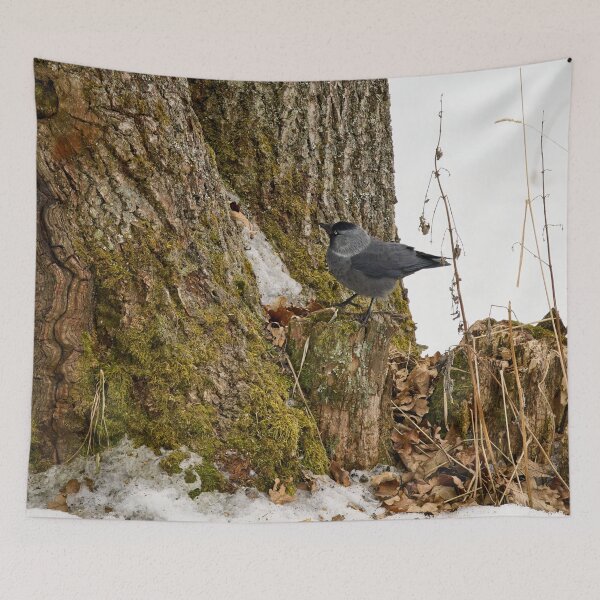 Item preview, Anything up there. Eurasian jackdaw designed and sold by Jouko Lehto Photography.