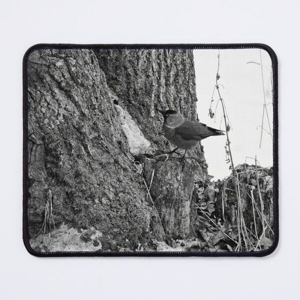 Item preview, Cualquier cosa ahí arriba. Grajilla euroasiática bw designed and sold by Jouko Lehto Photography.