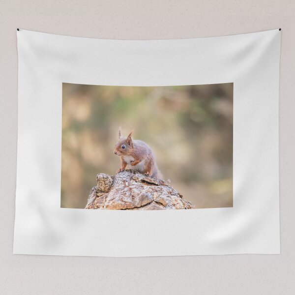 Item preview, Red Squirrel, Brownsea Island, England designed and sold by dvlcom.