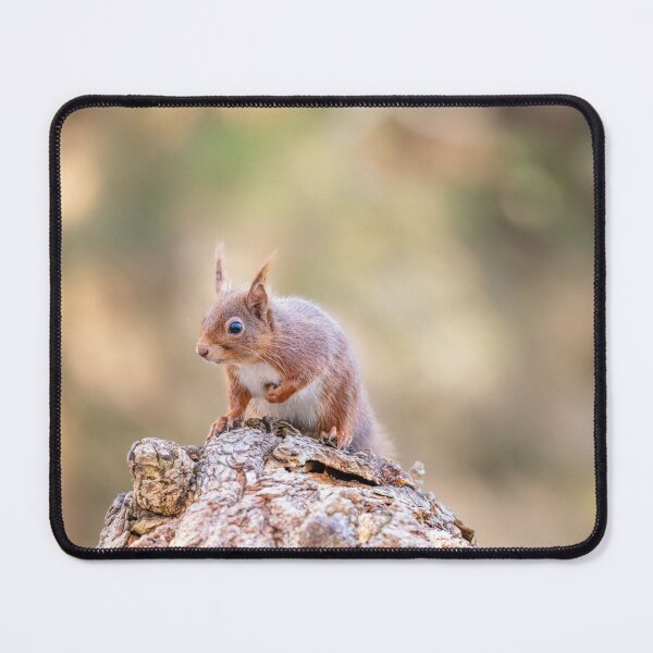 Item preview, Red Squirrel, Brownsea Island, England designed and sold by dvlcom.
