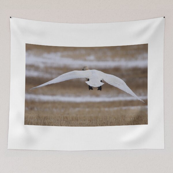 Item preview, Tundra Swan in Flight designed and sold by Alyce Taylor.