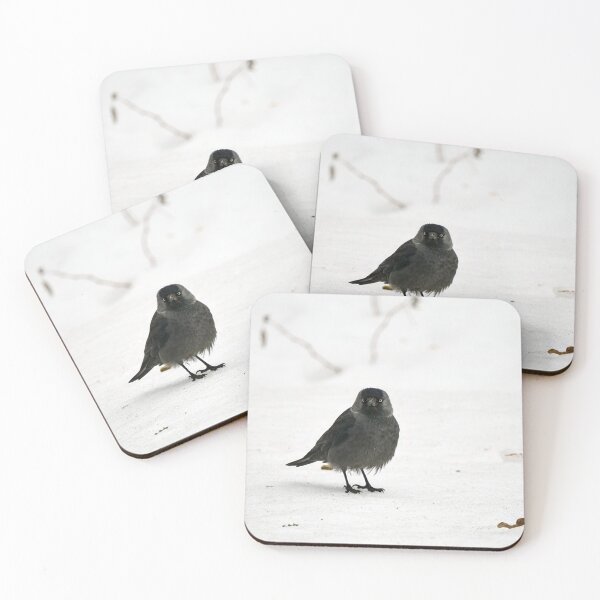 Item preview, Who. Me. Eurasian jackdaw designed and sold by Jouko Lehto Photography.
