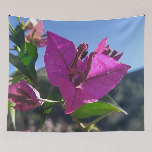 Item preview, Bougainvillea looks at the sun designed and sold by MirelleHDB.