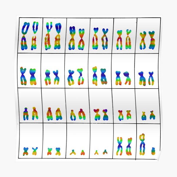 Karyotype Normal Male Chromosomes Poster By ScienceSource Redbubble   Poster,504x498,f8f8f8 Pad,600x600,f8f8f8.u2 