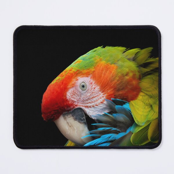 Item preview, A parrot preens its feathers with its beak designed and sold by gelibolu.