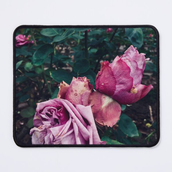 Item preview, Roses designed and sold by AmbarVioletArt.