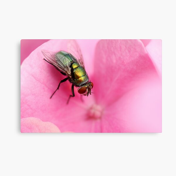 Loitering Metal Print