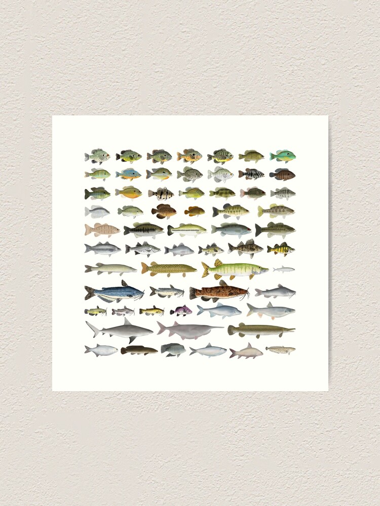 North America Freshwater Fish Group Art Print for Sale by fishfolkart