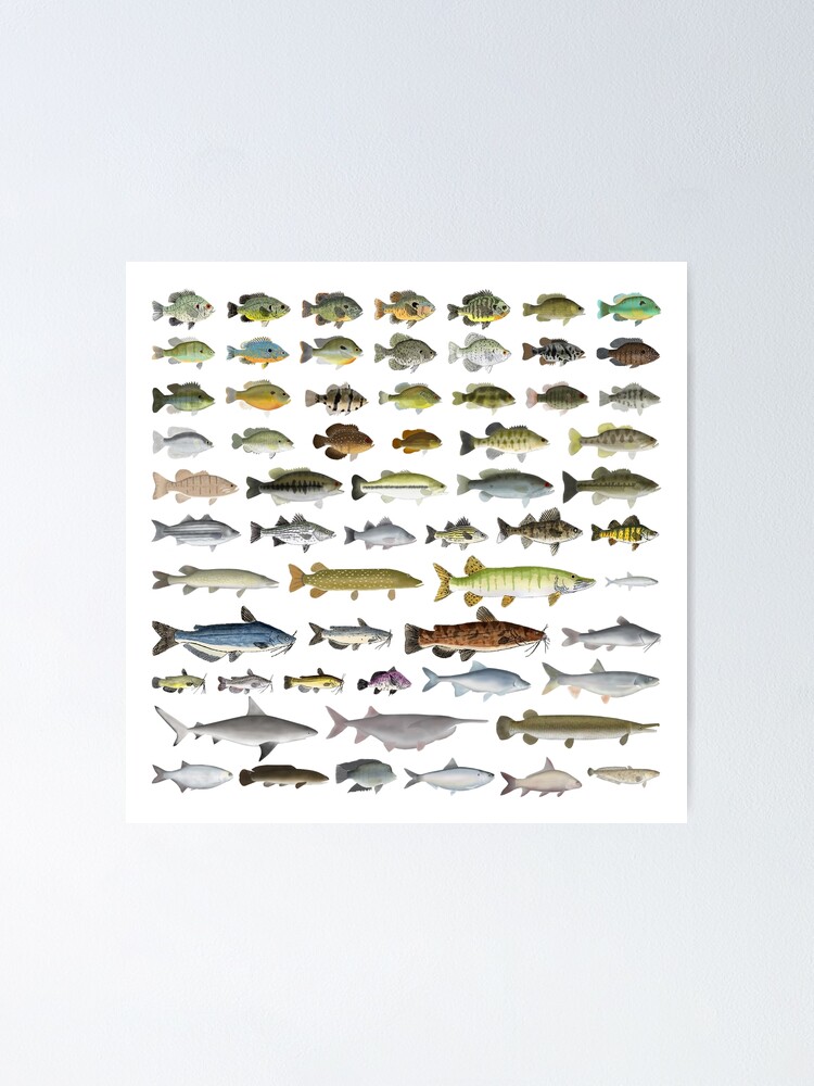 North America Freshwater Fish Group | Poster