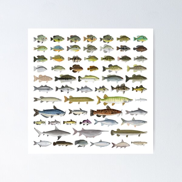 Bluegill Fish Print Set, Set of 4, Bream Fish Wall Art Carp